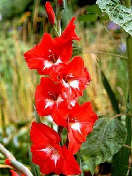 Gladiolus bulbs (corms)- Traderhorn Gladiolus,Summer flowering, Perennial - Caribbeangardenseed