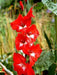 Gladiolus bulbs (corms)- Traderhorn Gladiolus,Summer flowering, Perennial - Caribbeangardenseed