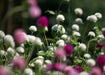 Globe Amaranth mix (Gomphrena Globosa ) Flowers Seeds - Caribbeangardenseed