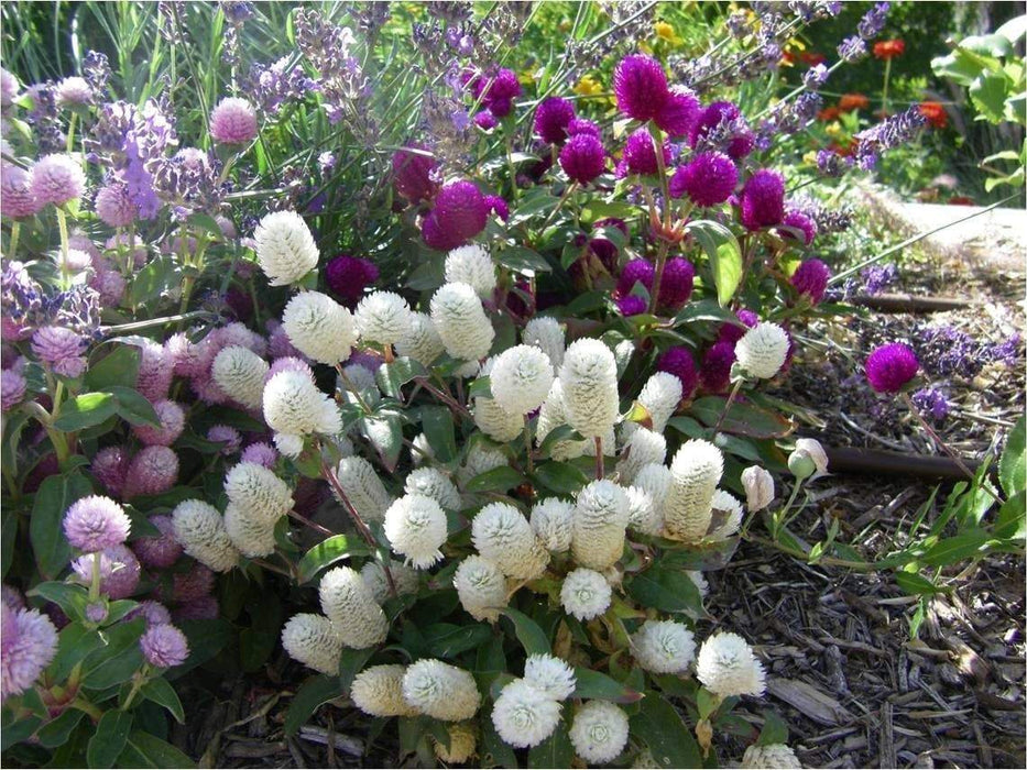 Globe Amaranth mix (Gomphrena Globosa ) Flowers Seeds - Caribbeangardenseed