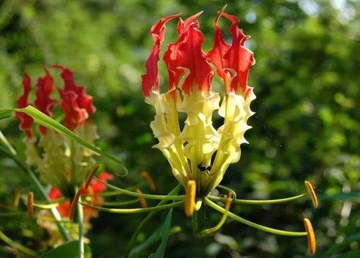 Gloriosa Lily, Climbing Lily ,Flame Lily (GlGoriosa superba) SEEDS - Caribbeangardenseed