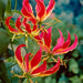Creeping lily Flowers Seed ,Flame Lily (Gloriosa Rothschildiana ) - Caribbeangardenseed