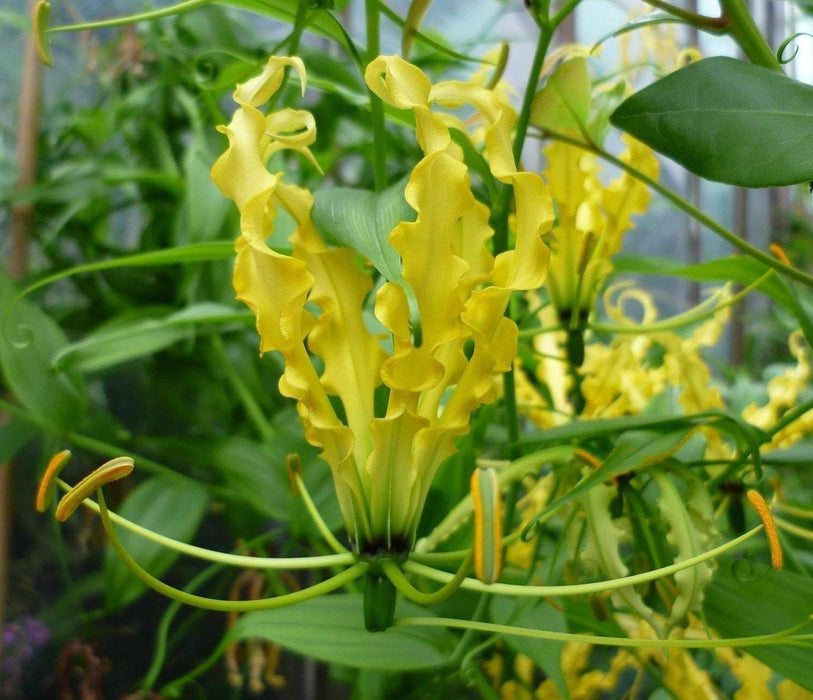 Gloriosa Lily Lutea Seeds - Yollow/Gold -,Flame Lily (Goriosa Lutea ) Perennial Vine - Caribbeangardenseed