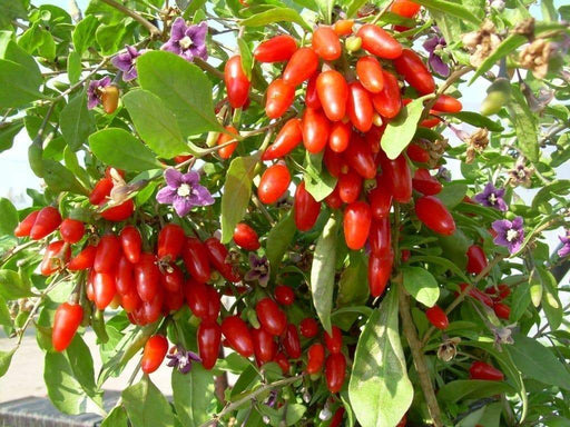 GOJI BERRY Seed,Out Of Pod (Wolfberry; Gou-gi-zi; Matrimony vine) Asian Vegetable - Caribbeangardenseed