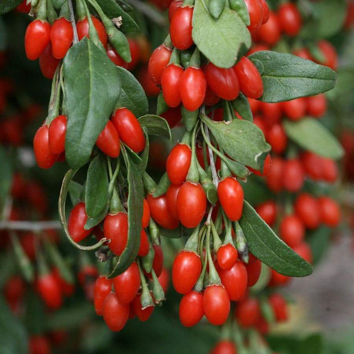 GOJI BERRY Seed,Out Of Pod (Wolfberry; Gou-gi-zi; Matrimony vine) Asian Vegetable - Caribbeangardenseed