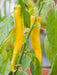 Golden Cayenne ,Pepper SEEDS- (Capsicum annuum) hot - Caribbeangardenseed