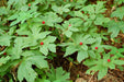 Goldenseal Herb Seeds (Hydrastis canadensis) Also known as Yellow root, - Caribbeangardenseed