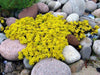 Goldmoss Stonecrop, Goldmoss Sedum, or Golden Carpet Stonecrop.Flower Seeds,Sedum - Caribbeangardenseed
