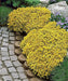 Goldmoss Stonecrop, Goldmoss Sedum, or Golden Carpet Stonecrop.Flower Seeds,Sedum - Caribbeangardenseed