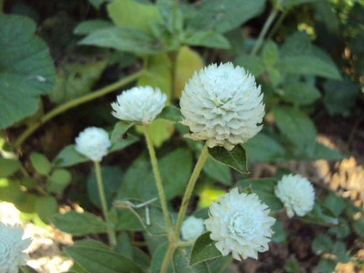 Gomphrena Flowers Seeds - (Gomphrena Globosa White) -Great for cutting and drying - Caribbeangardenseed