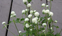 Gomphrena Flowers Seeds - (Gomphrena Globosa White) -Great for cutting and drying - Caribbeangardenseed