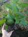 Good King Henry (OG) - Chenopodium bonus-henricus - Culinary/Medicinal, Perennial (hardy in zones 3-9) - Caribbeangardenseed
