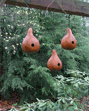 Bottle Gourd,Bird House,Ornamental types need about 90 to 100 days. - Caribbeangardenseed
