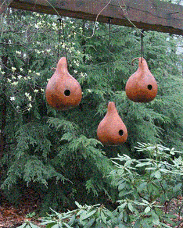 Bottle Gourd,Bird House,Ornamental types need about 90 to 100 days. - Caribbeangardenseed