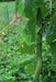 Luffa Angled Seeds "Bonanza" (Asian vegetable) Edible Luffa,Chinese okra - Caribbeangardenseed