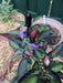 BELLINGRATH GARDENS ,PEPPER SEEDS Capsicum annuum-Ornamental - Caribbeangardenseed