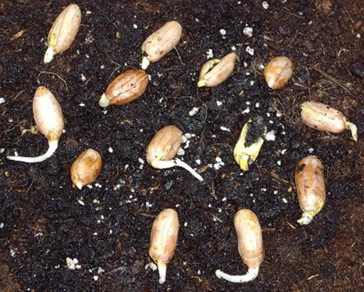 Jumbo Virginia Peanuts . Untreated Seeds ,Heirloom Organically Grown - Caribbeangardenseed