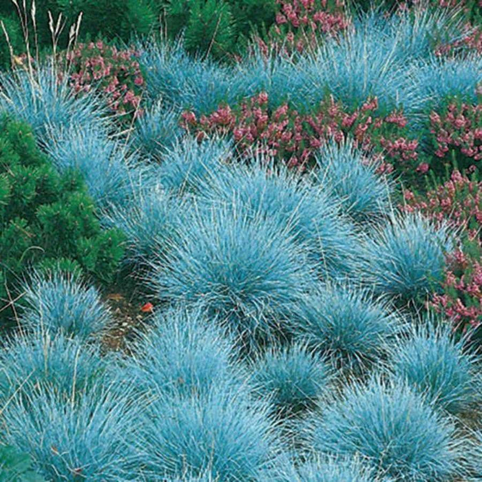 BLUE FESCUE,Ornamental Grass Seeds - Festuca glauca - Perennial - Caribbeangardenseed