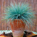 BLUE FESCUE,Ornamental Grass Seeds - Festuca glauca - Perennial - Caribbeangardenseed