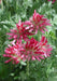 Anthyllis Montana Rubra Flowers Seed. Kindney Vetch, Ladies Fingers. great for borders - Caribbeangardenseed