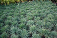Blue Hair Grass Seeds, Koeleria Glauca - Ornamental , Perennial - Caribbeangardenseed