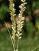 Silky Spike Melic (Melica ciliata) Ornamental Grass Seeds - Caribbeangardenseed