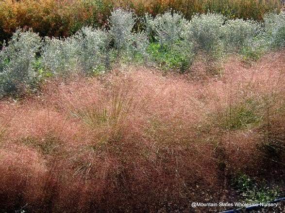 Muhlenbergia reverchonii Seeds (seep muhly). Robust winter hardy Ornamental Grass Seeds - Caribbeangardenseed