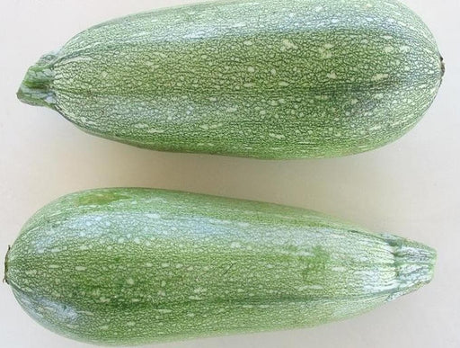 Gray Zucchini',Organic Summer Squash Seeds - 'Heirloom (Open Pollinated) - Caribbeangardenseed