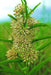 GREEN MILKWEED ,flowers SEEDS - Caribbeangardenseed