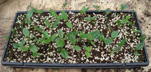 Green Tea Plant Seeds - Caribbeangardenseed