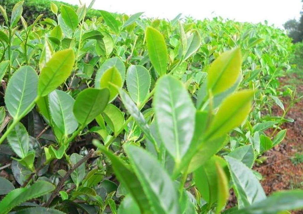 Green Tea Plant Seeds - Caribbeangardenseed