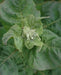Orach Spinach Seeds, Green Velvet' Sun Loving Vegetable, - Caribbeangardenseed