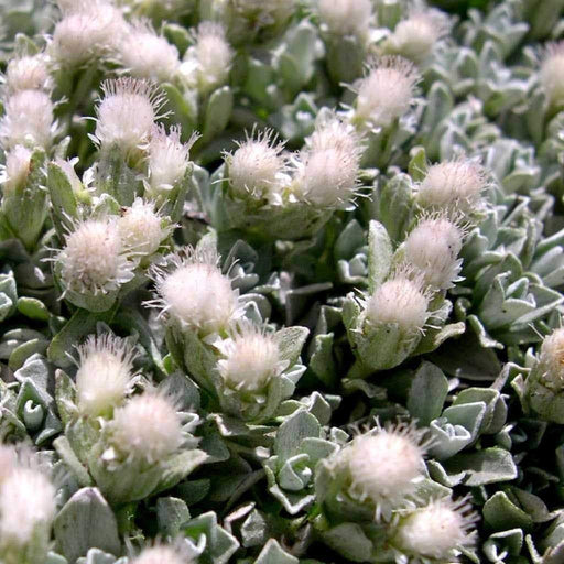 PUSSYTOES Flowers Seed, Antennaria White - Cats Paws, perennial - Caribbeangardenseed