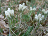 PUSSYTOES Flowers Seed, Antennaria White - Cats Paws, perennial - Caribbeangardenseed
