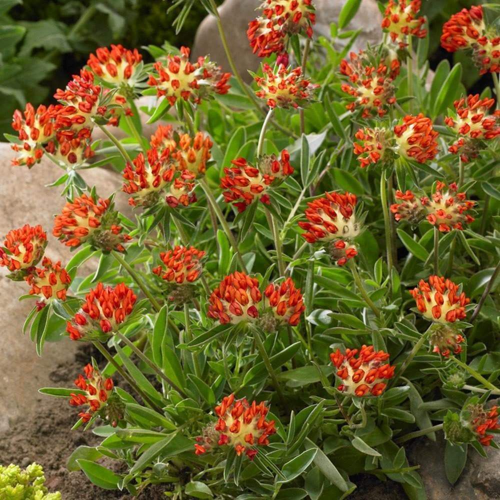 Kidney Vetch FLOWERS Seeds, a.K.a , Lady's Fingers [Red Carpet] - Caribbeangardenseed