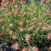 Kidney Vetch FLOWERS Seeds, a.K.a , Lady's Fingers [Red Carpet] - Caribbeangardenseed