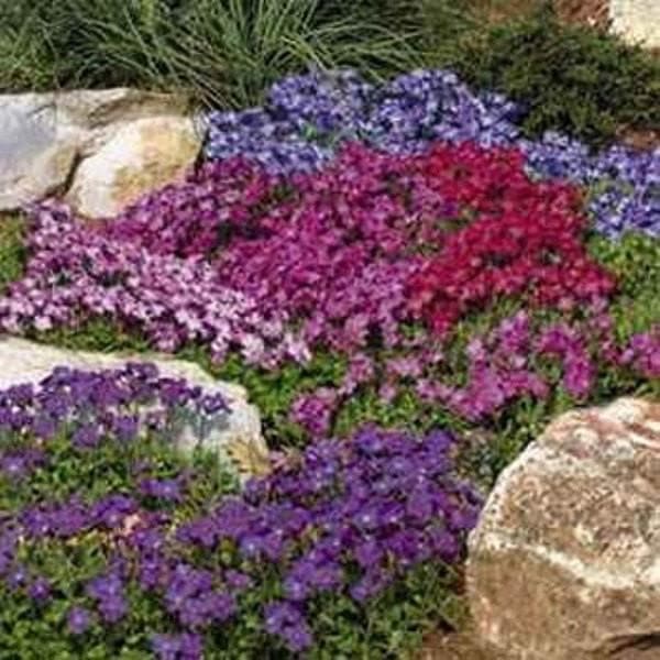 Rockcress Flowers Seeds - Aubrieta Royal Mix ,Perennial - Caribbeangardenseed