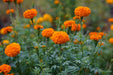 Mexican marigold flowers Seeds , Tagetes erecta- Caribbeangardenseed