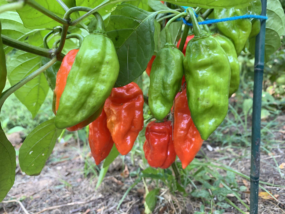 Fresh Pods ,Habanada SEASONING Pepper, Chile,, no heat - Caribbeangardenseed