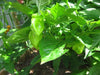 HABANERO CARIBBEAN RED Hot Pepper Seeds, Extremely Hot,Over 40 times hotter than Jalapenos - Caribbeangardenseed