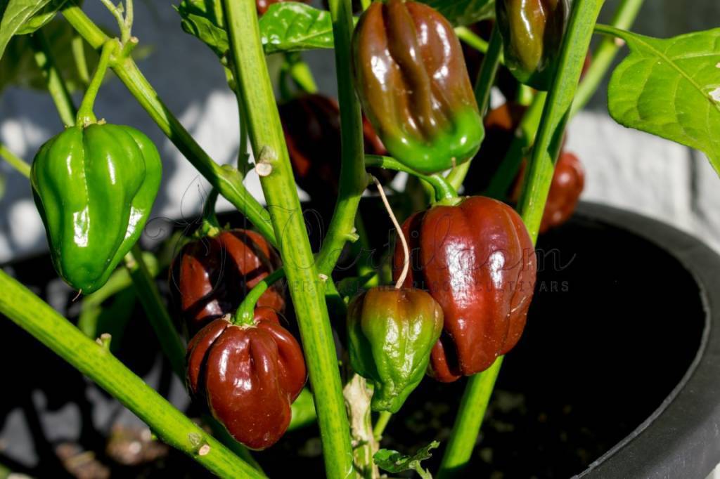 Black habanero chile peppers Seed, Capsicum chinense - Caribbeangardenseed