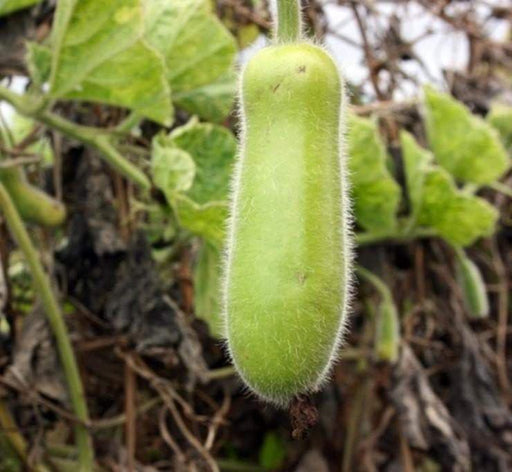 Hairy melon Seeds, (Asian vegetable) joined gourd, - Caribbeangardenseed