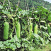 Hairy melon Seeds, (Asian vegetable) joined gourd, - Caribbeangardenseed