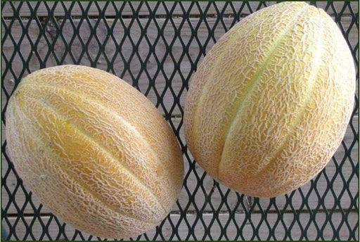 Hales Best Jumbo Melon Seeds - One of the most grown heirloom cantaloupe melons - Caribbeangardenseed