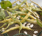 FRENCH Haricot Tarbais, POLE Bean Seeds - Caribbeangardenseed