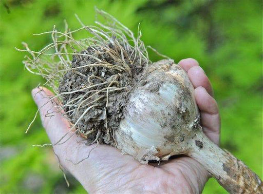 German extra hardy garlic Average 5-6 cloves per bulb • Organically grown No Gmo - Caribbeangardenseed