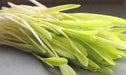 Robust 997 Corn Seed, Shoots microgreens /Popcorn - Caribbeangardenseed