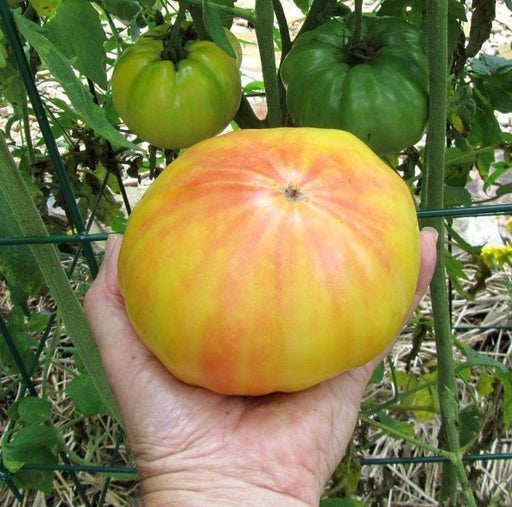HEIRLOOM TOMATO ,Mr. Stripey, Solanum lycopersicum \ variety of beefsteak tomato, Great For Sandwiches, salads,Slicing - Caribbeangardenseed