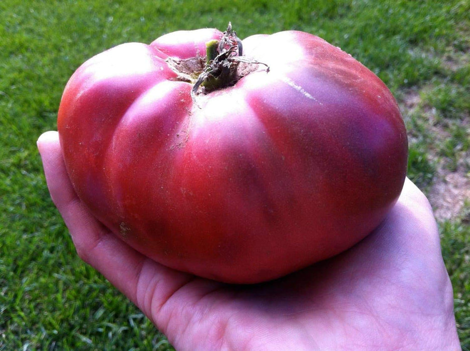 Heirloom Tomato Seeds 'Brandywine Black' - Great for Sandwiches, salads,grilling and more ! - Caribbeangardenseed