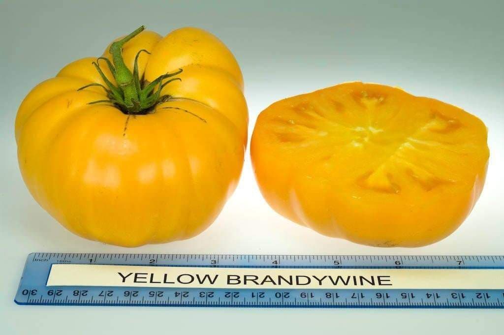 Heirloom Tomato Seeds -Organic Non-GMO Yellow Brandywine Beefstake Tomato - Caribbeangardenseed
